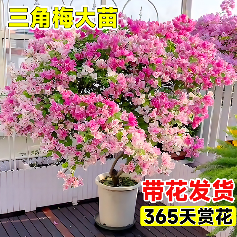 三角梅花树苗带花老桩特大苗重瓣