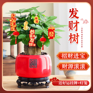 发财树盆栽室内客厅绿植花卉旺宅办公桌面招财好养暴富中式小盆景