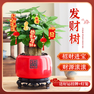 【暴富招财】发财树盆栽好养绿植