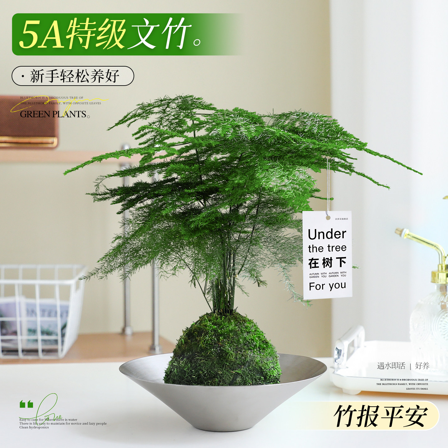 水培文竹苔藓球办公室内客厅绿植盆栽懒人好养活净化空气创意摆件