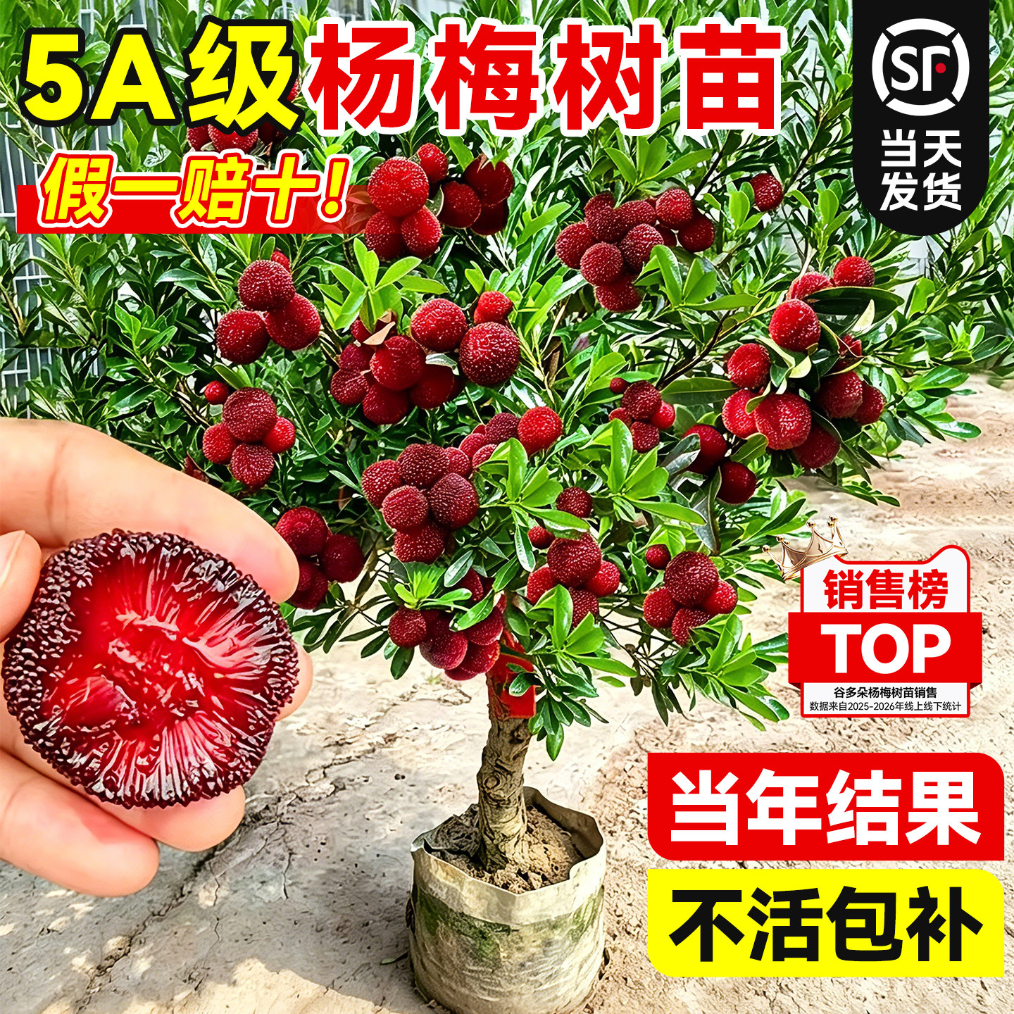 正宗杨梅树苗东魁杨梅嫁接大苗庭院南北方种植当年结果仙居杨梅树