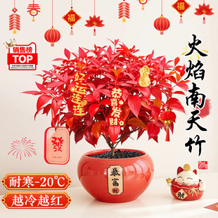 火焰南天竹绿植盆栽室内桌面花卉四季观叶好养耐寒植物喜庆年宵花