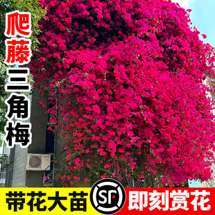 爬藤三角梅盆栽绿樱中国红老桩带花苞发货庭院花卉绿植物四季常青