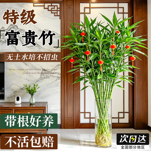 【老桩带根粗竹】好养水培富贵竹