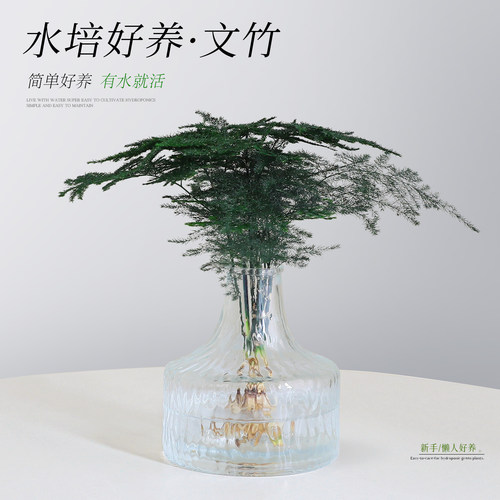 【水培文竹绿植】桌面耐阴发财树