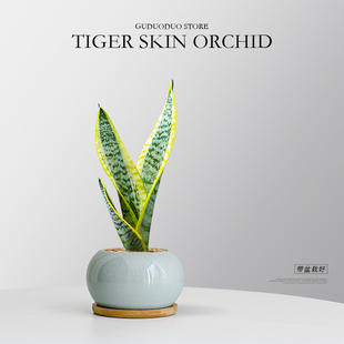 金边虎皮兰盆栽多肉喜阳抗旱办公室桌面客厅阳台净化空气懒人绿植