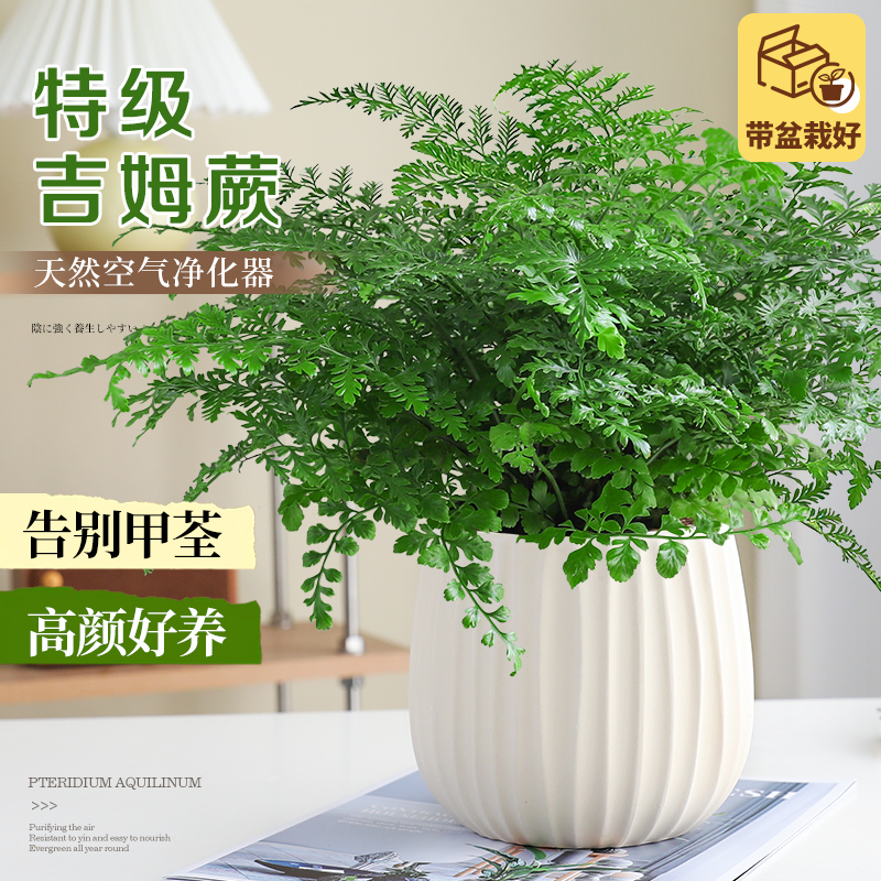 大盆吉姆蕨盆栽室内四季耐旱好养