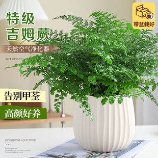 大盆吉姆蕨盆栽蕨类绿植物室内办公桌四季耐旱耐阴好养活净化空气