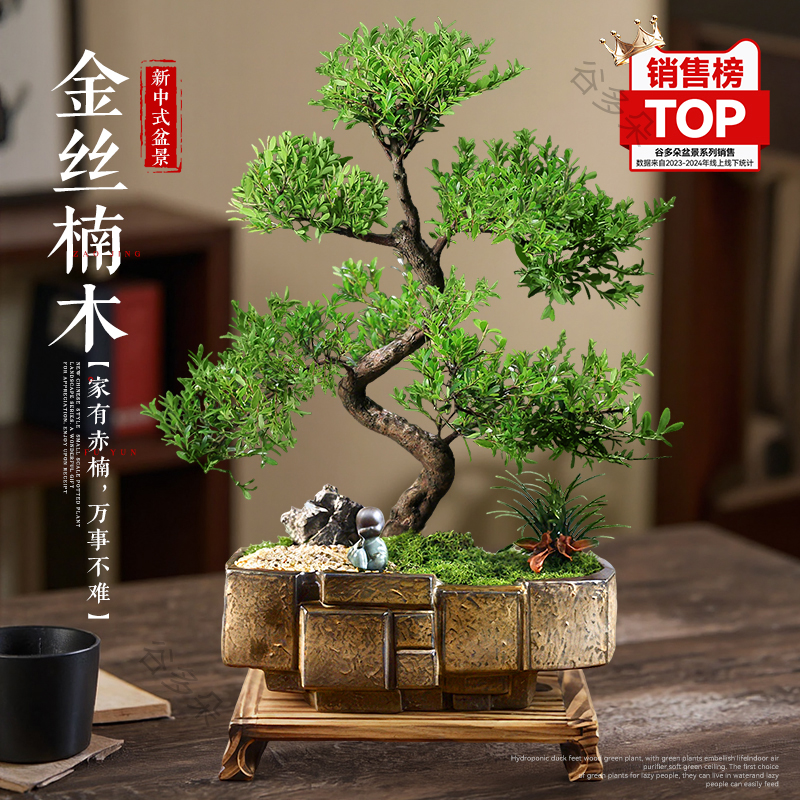 金丝楠木老桩造型盆景四季常青