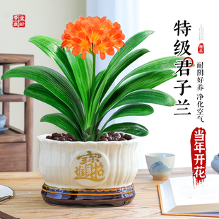 特级大盆君子兰盆栽室内客厅圆头和尚国宝花卉四季好养名贵绿植