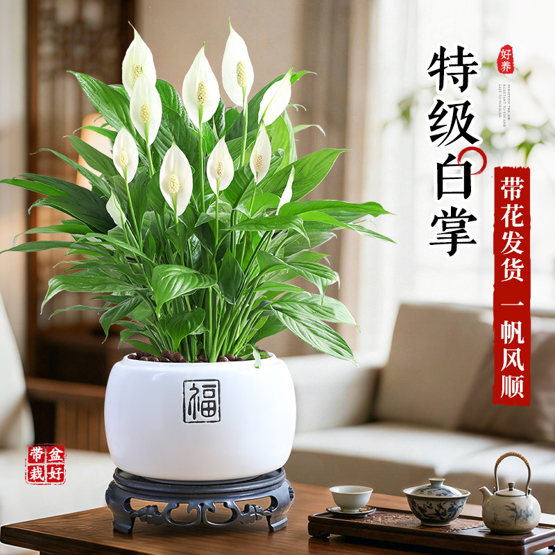 带花白掌盆栽一帆风顺绿植室内桌面植物四季花卉好养耐阴净化空气,鲜花速递/花卉仿真/绿植园艺,绿植,淘宝优惠券,粉丝福利购,淘宝优惠卷