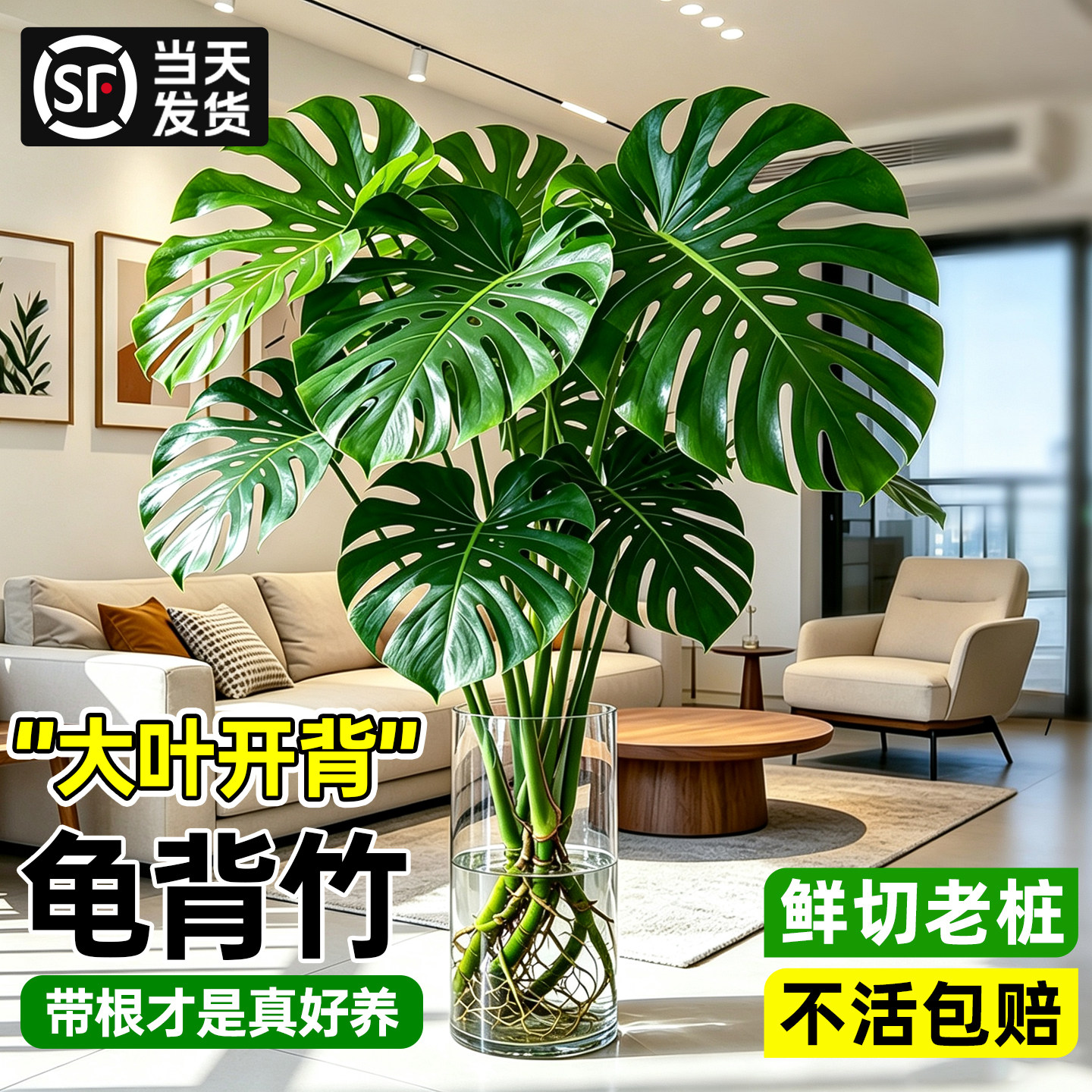 【老桩大叶龟背竹】水培老桩绿植图片