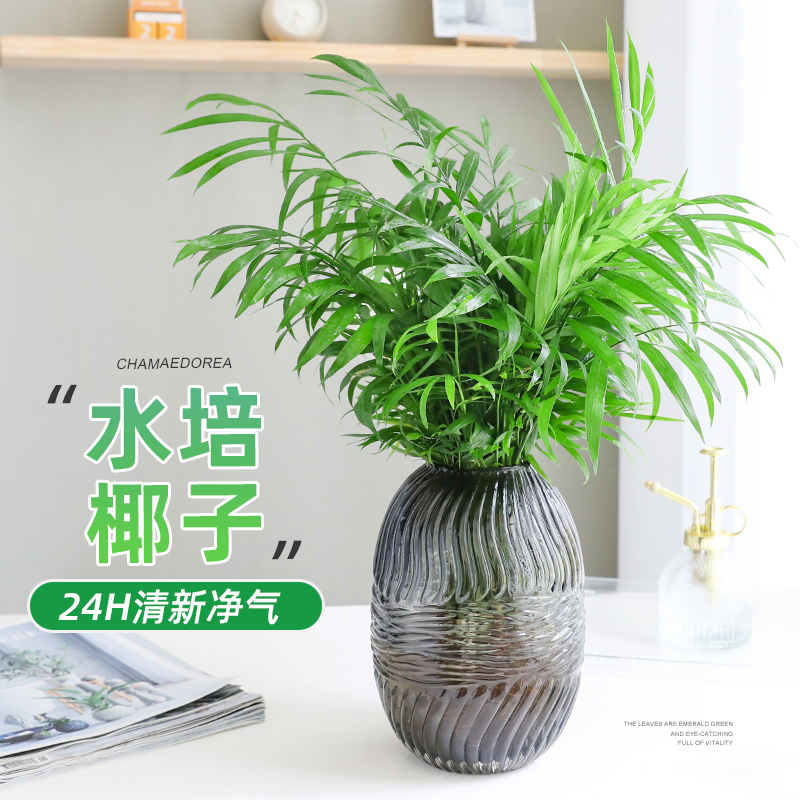 水培袖珍椰子散尾葵绿植室内盆栽