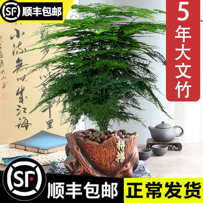 文竹盆栽盆景植物室内客厅花卉办公室桌面绿植好养四季常青大盆栽