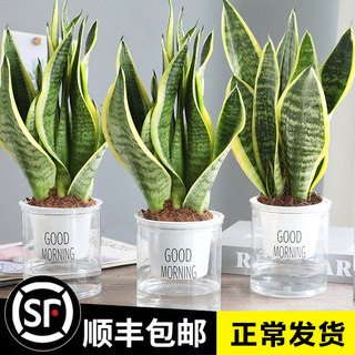 金边虎皮兰盆栽花卉多肉水培植物大型绿植室内吸除甲醛常青虎尾兰