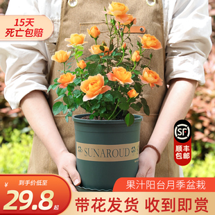 果汁阳台月季花苗带花苞盆栽玫瑰特大花庭院阳台花卉植物四季开花