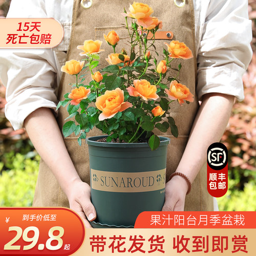 果汁阳台月季花卉室内四季常青
