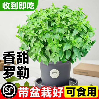 九层塔盆栽可食用大叶罗勒迷迭香