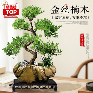 盆景盆栽客厅室内禅意好养绿植四季 金丝楠木中式 常青赤楠送礼植物