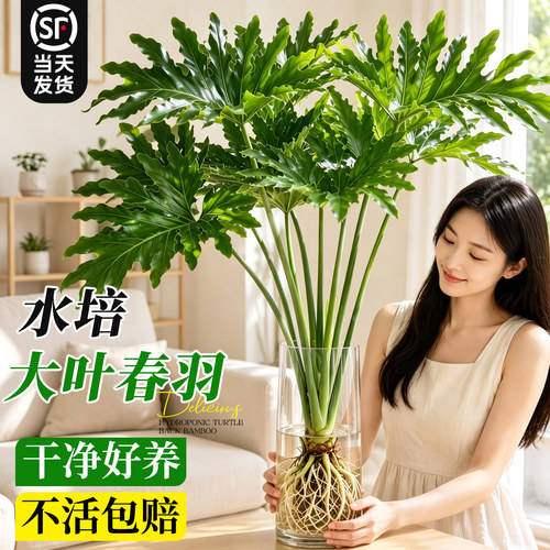 【带根更好养】水培春羽耐阴除醛