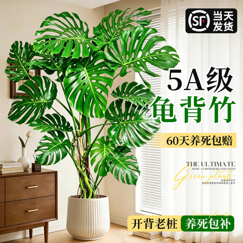 提根龟背竹客厅大型落地绿植盆栽