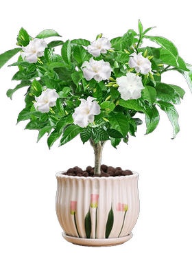 丁香花盆栽绿植室内好养观花植物