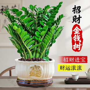 金钱树盆栽客厅室内植物花卉办公桌绿植四季好养招财运发财树盆景