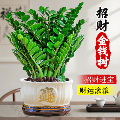 金钱树盆栽客厅室内好养招财绿植