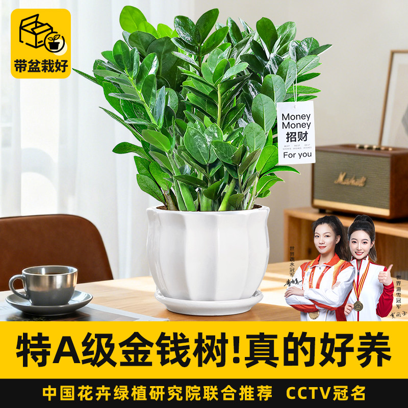 特级金钱树绿植盆栽室内客厅耐阴好养招财旺运净化除醛摇钱树植物,鲜花速递/花卉仿真/绿植园艺,绿植,淘宝优惠券,粉丝福利购,淘宝优惠卷