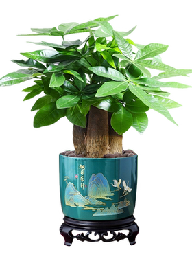 【特级发财树】招财绿植盆栽好养