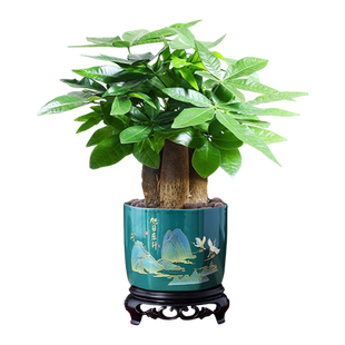 特级发财树盆栽绿植招财花卉办公室内植物好养招财树茶室禅意盆景