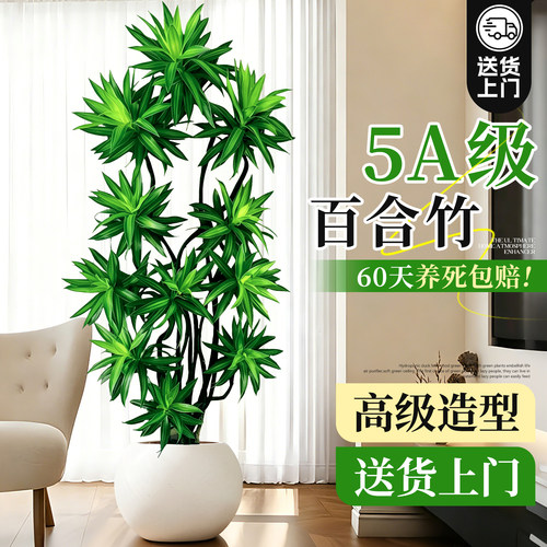室内大型植物造型百合竹客厅绿植