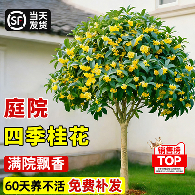 老桩桂花树苗四季桂丹桂金桂带叶