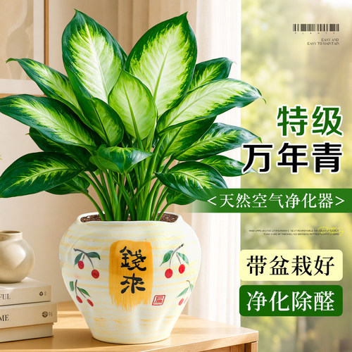 【净化除醛】耐阴好养玛丽安植物