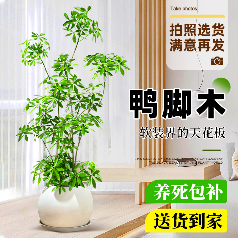 造型飘枝鸭脚木盆栽室内客厅大型绿植物八方来财四季常青老桩植物