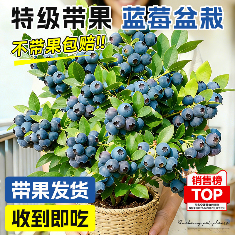 带果蓝莓树盆栽发货室内外阳台耐寒全国可养带花蓝梅苗四季可结果