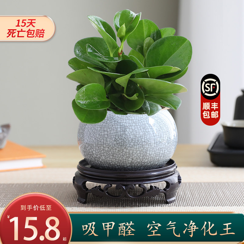 碧玉绿植多肉植物桌面绿植好养图片