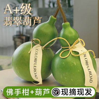 新鲜佛手柑葫芦水培绿植闻香橼果