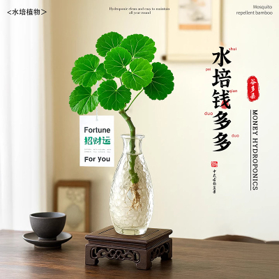 水培钱多多福禄桐招财绿植好养活