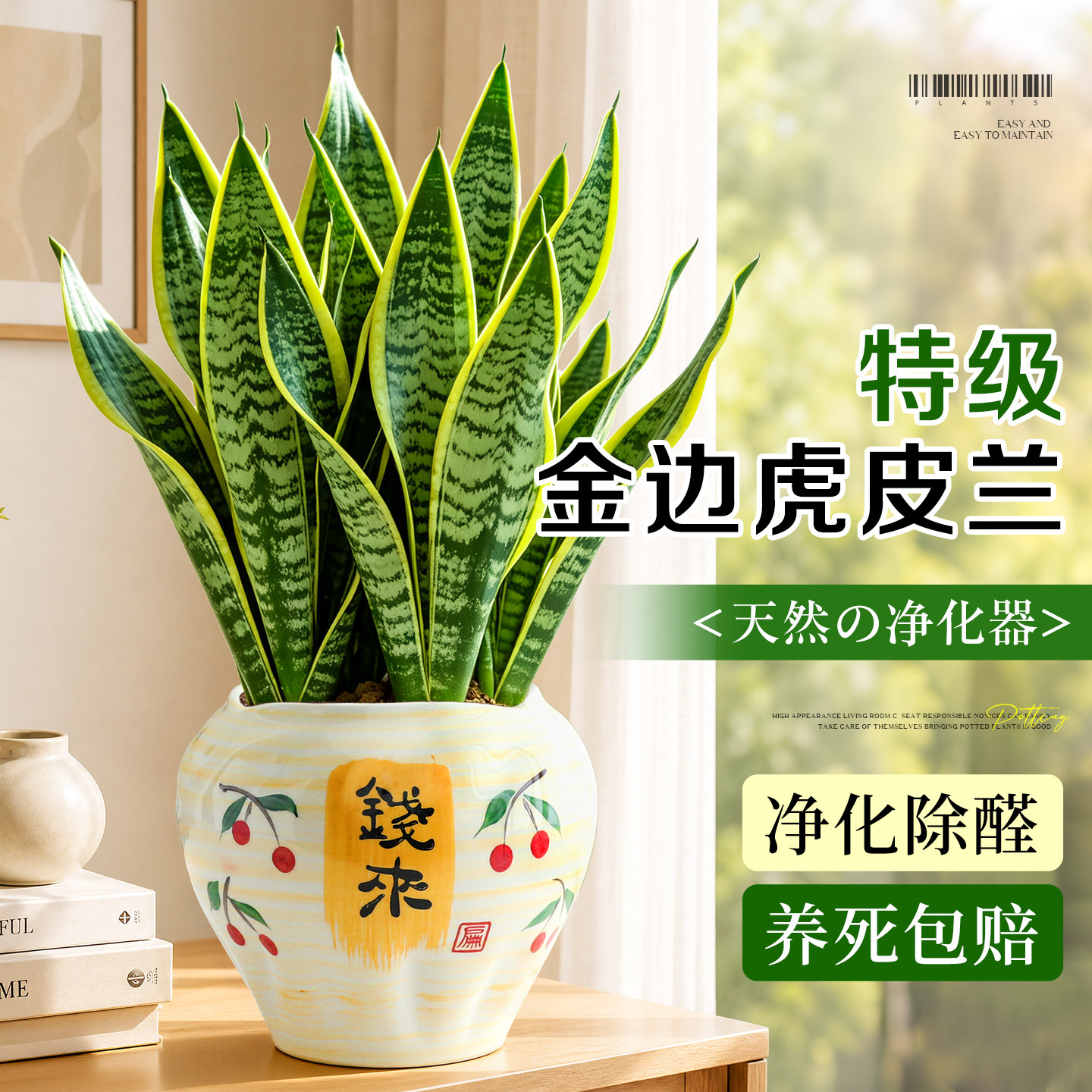 桌面金边虎皮兰绿植室内客厅耐旱好养活盆栽净化除醛乔迁暖居植物