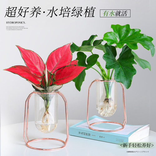 【水培好养绿植】客厅春羽小盆栽
