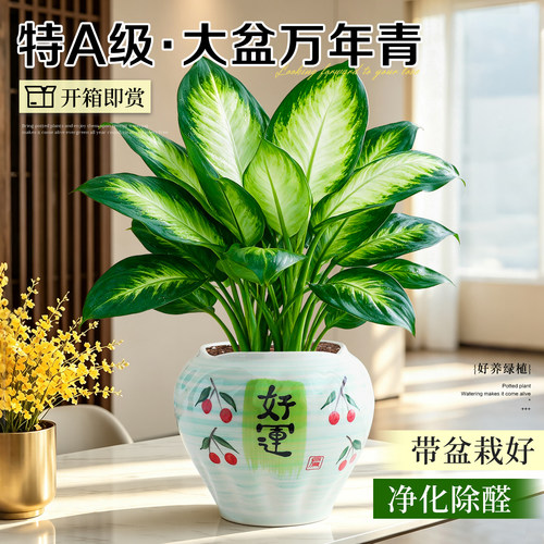 【室内好养绿植】桌面万年青盆栽