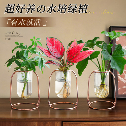 【超好养水培绿植】耐阴春羽植物