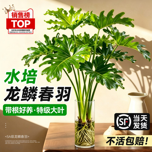 【带根更好养】水培春羽耐阴除醛