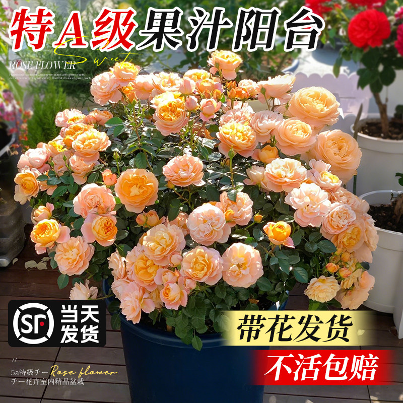 果汁阳台月季大苗带花盆栽多头玫瑰蔷薇室内阳台花卉大苗四季开花