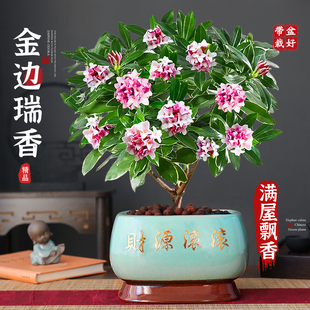 特级大盆金边瑞香盆栽绿植室内花卉植物多季开花好养活净化带花苞
