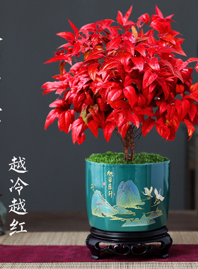 火焰南天竹盆栽红叶绿植中式禅意四季观叶桌面花卉好养耐寒植物