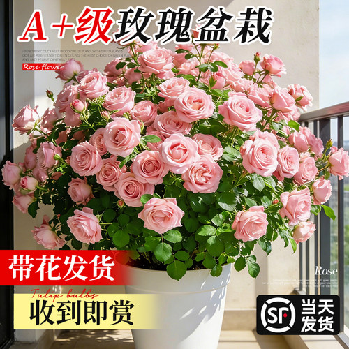 带花玫瑰盆栽四季花苗蔷薇果汁阳台花卉绿植室内阳台老桩好养植物