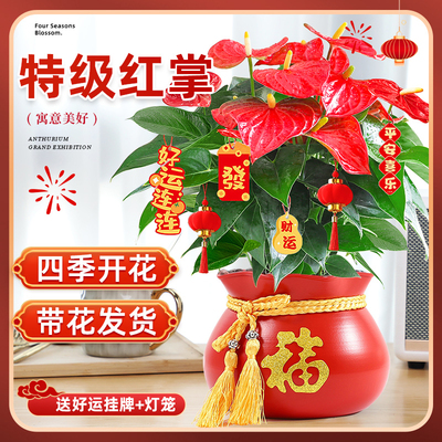 红掌盆栽花卉喜庆招财旺宅年宵