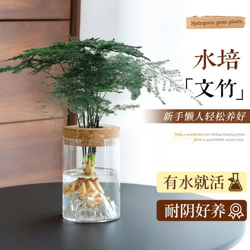 【水培好养文竹】桌面招财绿植物